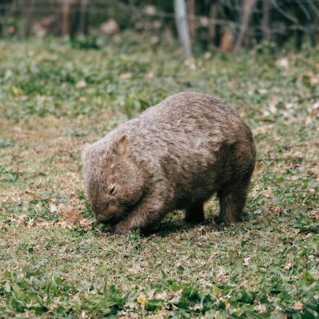 We can't wait to welcome you to Kangaroo Valley these holidays! A little reminder to tread softly and keep and eye out on the roads for our furry friends. See you soon!📸 @zeebachi