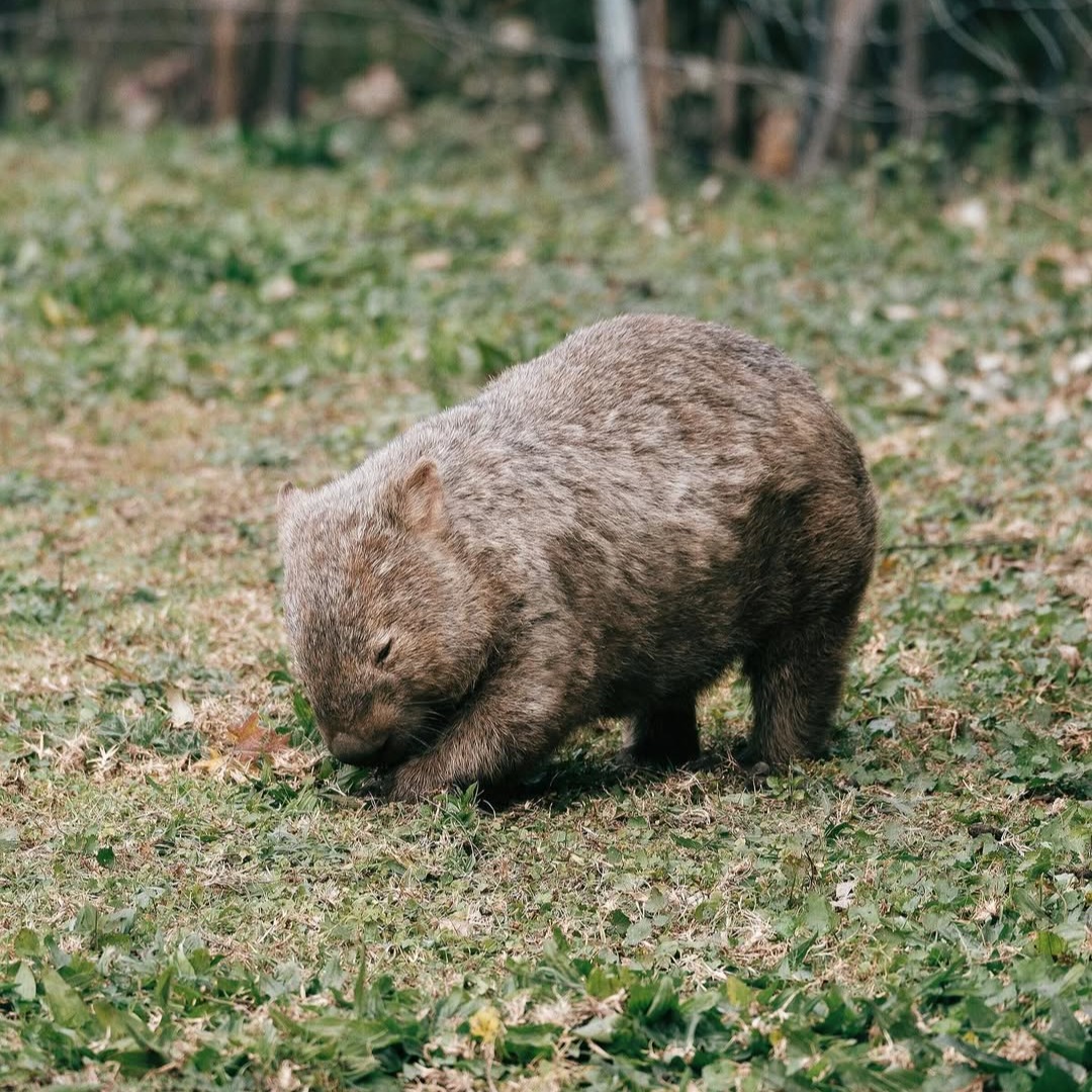We can't wait to welcome you to Kangaroo Valley these holidays! A little reminder to tread softly and keep and eye out on the roads for our furry friends. See you soon!📸 @zeebachi