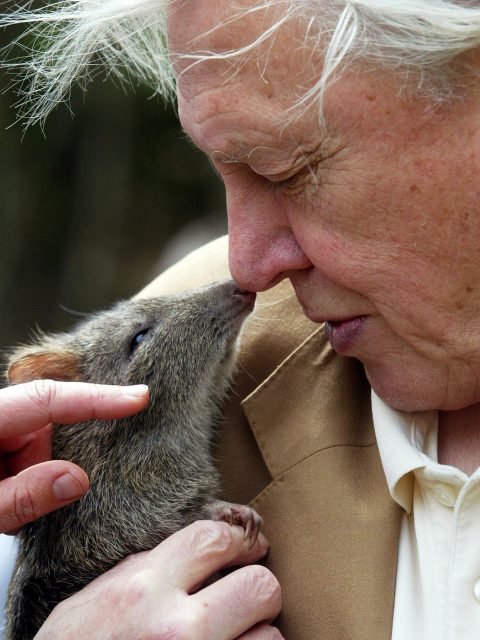 The great man himself - Sir David Attenborough has turned 100 years old. Did you know our @kangaroovalleyadventureco hosted the legend right here in KV!Kangaroo Valley Adventure Company hosted the BBC team in 2001 and 2002 during the filming of The Life of Mammals (BBC, 2002) it will always remain a special part of our history. For months, they worked alongside Sir David and the BBC crew as they explored the unique native wildlife of Kangaroo Valley.At just 8 years old, Billy who now runs KV adventure company was lucky enough to shake Sir David’s hand, spend time with him, and witness the passion and sincerity with which he spoke about Australia’s native wildlife. His deep respect for the natural world, especially iconic species like the platypus, has absolutely shaped his own passion for the work they do today.Please join us in wishing him a very happy 100th birthday. 🎂👑
